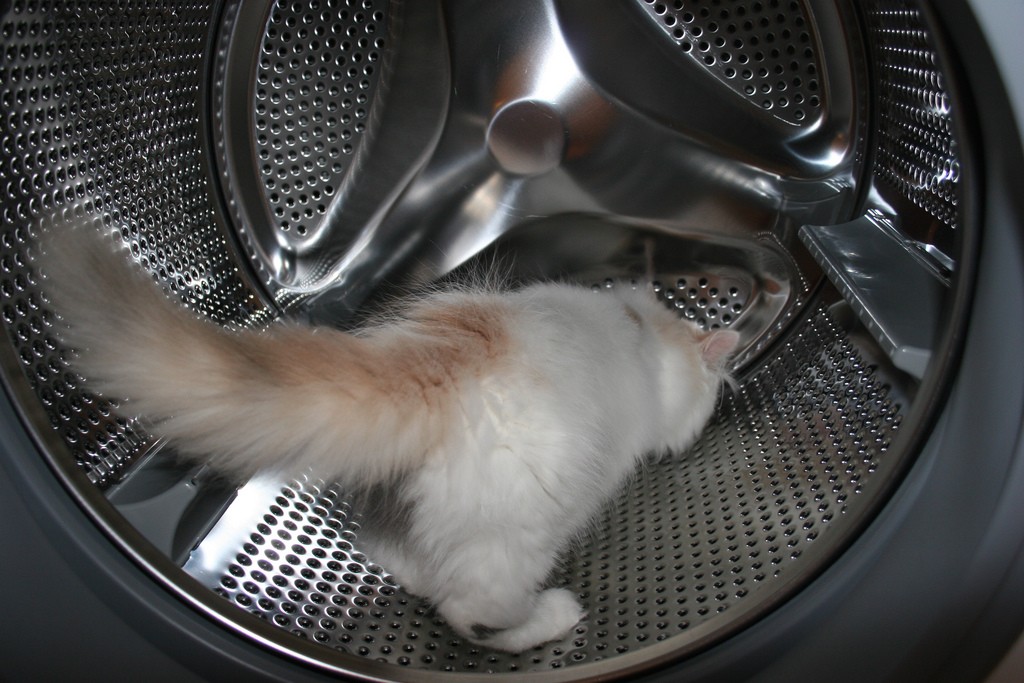 image of cat in Tumbledryer