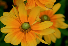 Yellow flowers