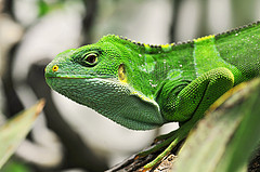 picture of a gecko by Tambako the Jaguar on flickr